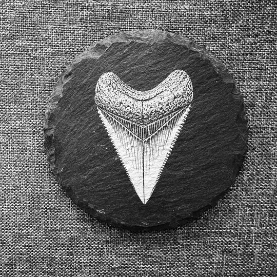 Meg Tooth Slate Rock Coaster